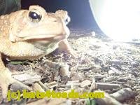 /home//u458753944/public_html/sourcegallery///////Roxborough Toad Detour/2020/2020-03-20/P3200384.JPG